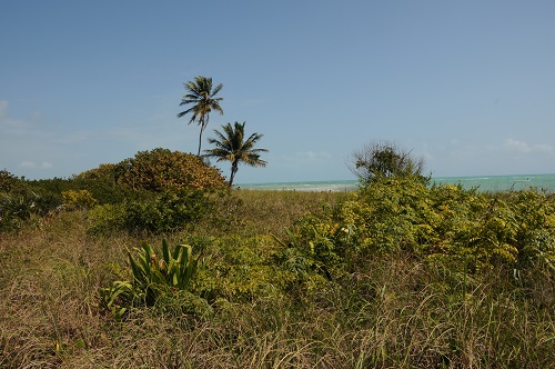 tropical-coastal-strand